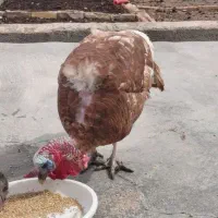 بوقلمون نر 2عدد