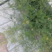 استخدام سرایدار شاغل