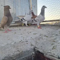 کفتر صید