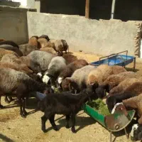 ۵۰راس میش جوان ابستن