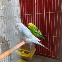 یک جفت مرغ عشق