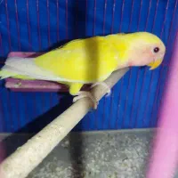 جوجه طوطی کتوله صورت زرد