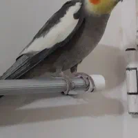 طوطی عروس نر آماده جفت‌گیری