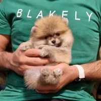 توله پامرانین خرسی سایز تیکاپ