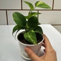 گل پتوس مینیمال و خاص