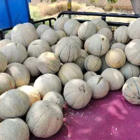 طالبی ساوه درجه۲