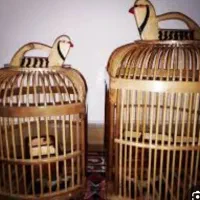 بلدرچین