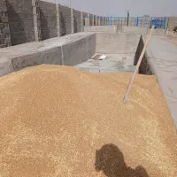 ۱۰تن گندم بردسیر مناسب نان(پیشگام)