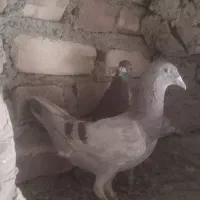 کبوتر