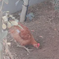 مرغ و خروس جوانه
