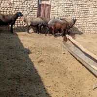 میشه