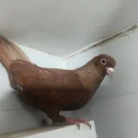 کفتر