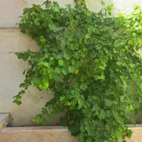 فروش-باغ
