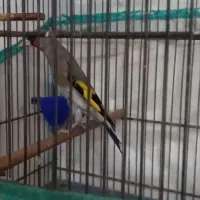 سهره نر دورگ جوجه قفس داغسر