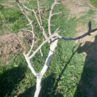 پیوند|خدمات باغبانی و درختکاری|برخوار, |دیوار