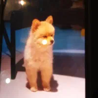 گمشده