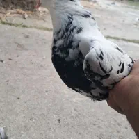 کبوتر|پرنده|ساری, |دیوار