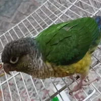 گرینچیک ۴ ماهه