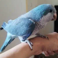 راهب نر