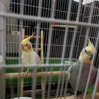 عروس هلندی