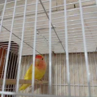 کوتوله ماده
