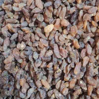 فروش انواع کشمش خوراکی و آبگیری