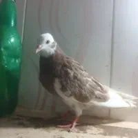 پرنده