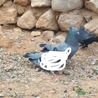 کبوترپر