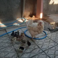 مرغ کرچ گلین با جوجه