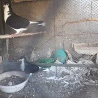 پرنده آس درجه یک