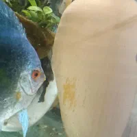 جفت دیسکس به شرط جوجه  و تانک با ماهی