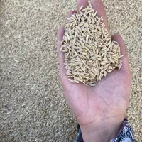 جو محلی بسیار تمیز و درشت