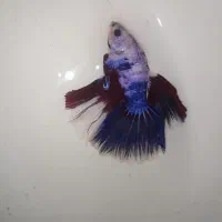 ماهی فایتر نر و ماده