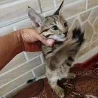 گربه واگزاری