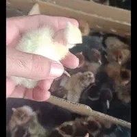 جوجه 1روزه