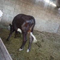 گوساله ماده ۱۱ماه