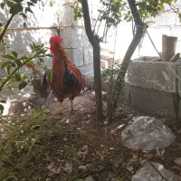 خروس