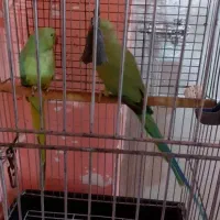 فروش یک جفت طوطی ملنگو