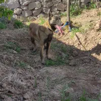 سگ مالینیوز