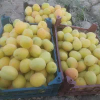 زردآلو درجه یک فروش فوری