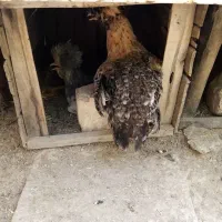 مرغ بومی دم تخم