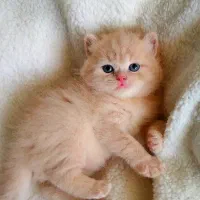 کیفیت را از منبع اصلی بخواهید٪گربه٪