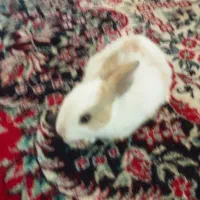 سنوع بچه خرگوش