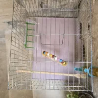 قفس مرغ عشق و قناری