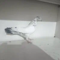 کبوتر|پرنده|کرج, برغان|دیوار