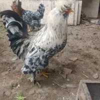 مرغ وخروس سلطان ۶ماهه