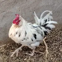 خروس گلین چهل تاج