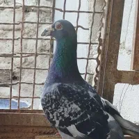 کبوتر|حیوانات|زابل, |دیوار