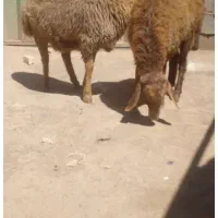 گوسفند