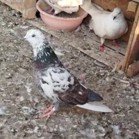 کبوتر